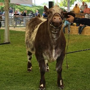 Meet your Posher, Lisa